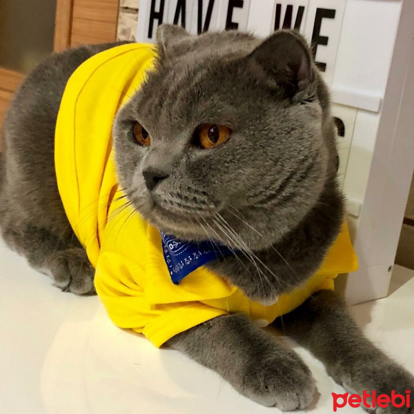 Scottish Fold, Kedi  Gölge fotoğrafı