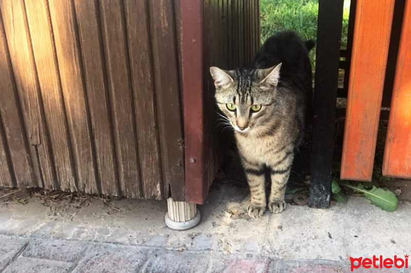 Tekir Kedi, Kedi  çitos fotoğrafı