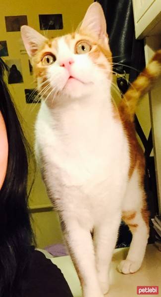 Brazilian Shorthair, Kedi  Uslu fotoğrafı