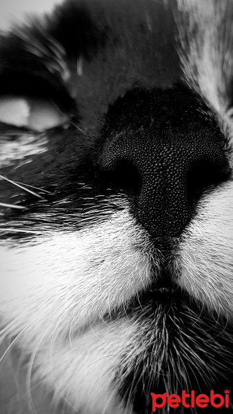 Tekir Kedi, Kedi  Çirkin fotoğrafı