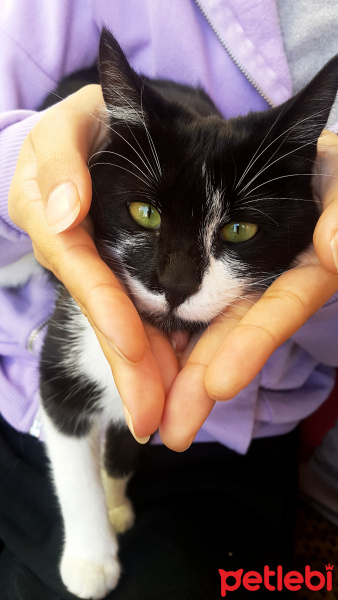 Tekir Kedi, Kedi  Çirkin fotoğrafı