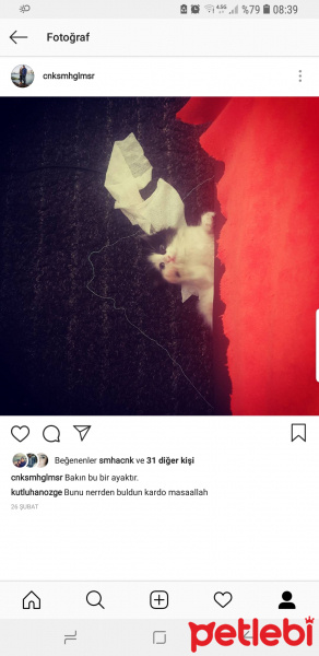 York Chocolate, Kedi  Ayı Tedyy fotoğrafı