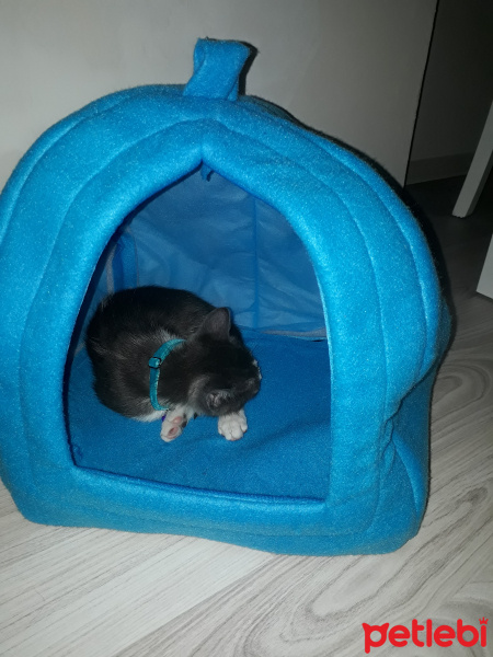 Tekir Kedi, Kedi  boncuk fotoğrafı