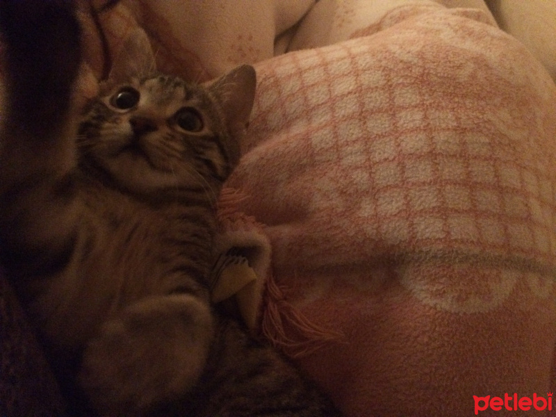 Tekir Kedi, Kedi  duman fotoğrafı