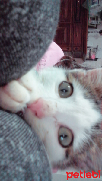 Tekir Kedi, Kedi  Bal fotoğrafı
