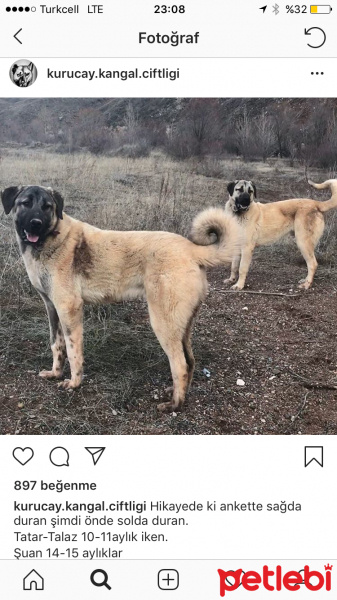 Kangal, Köpek  Karaca fotoğrafı