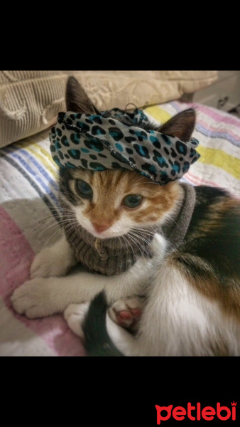 Tekir Kedi, Kedi  LUNA fotoğrafı