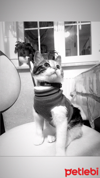 Tekir Kedi, Kedi  LUNA fotoğrafı
