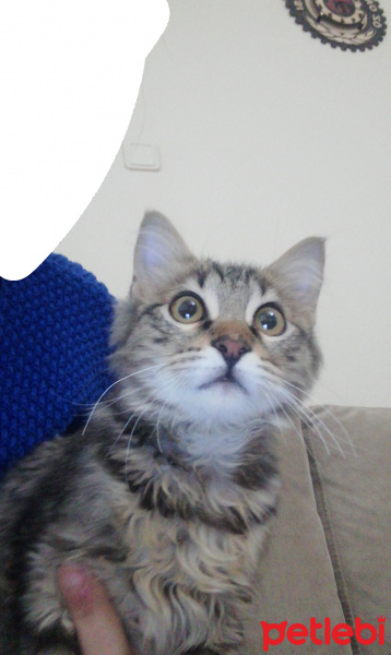 Tekir Kedi, Kedi  Mars fotoğrafı