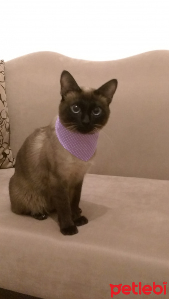 Siyam Kedisi, Kedi  kasper fotoğrafı