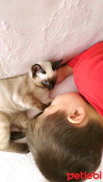 Siyam Kedisi, Kedi  kasper fotoğrafı