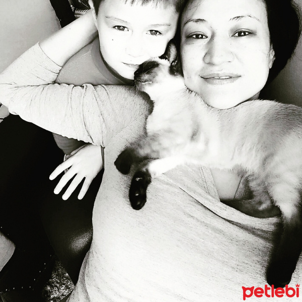Siyam Kedisi, Kedi  kasper fotoğrafı