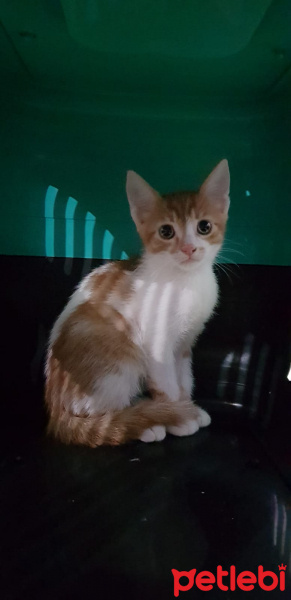 Tekir Kedi, Kedi  Sepet fotoğrafı