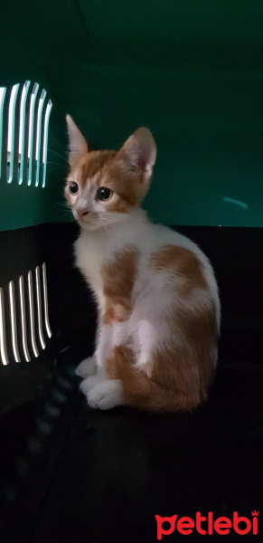 Tekir Kedi, Kedi  Sepet fotoğrafı
