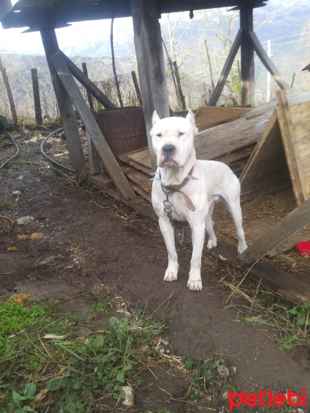 Dogo Arjantin, Köpek  Baron fotoğrafı