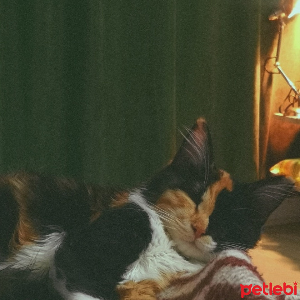Sarman, Kedi  Müjgan fotoğrafı