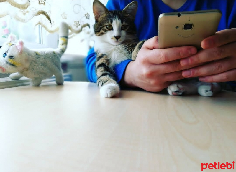 Tekir Kedi, Kedi  Valibey fotoğrafı