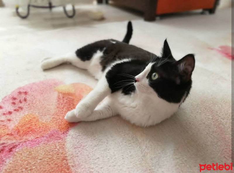 Tekir Kedi, Kedi  Müdirehanım fotoğrafı