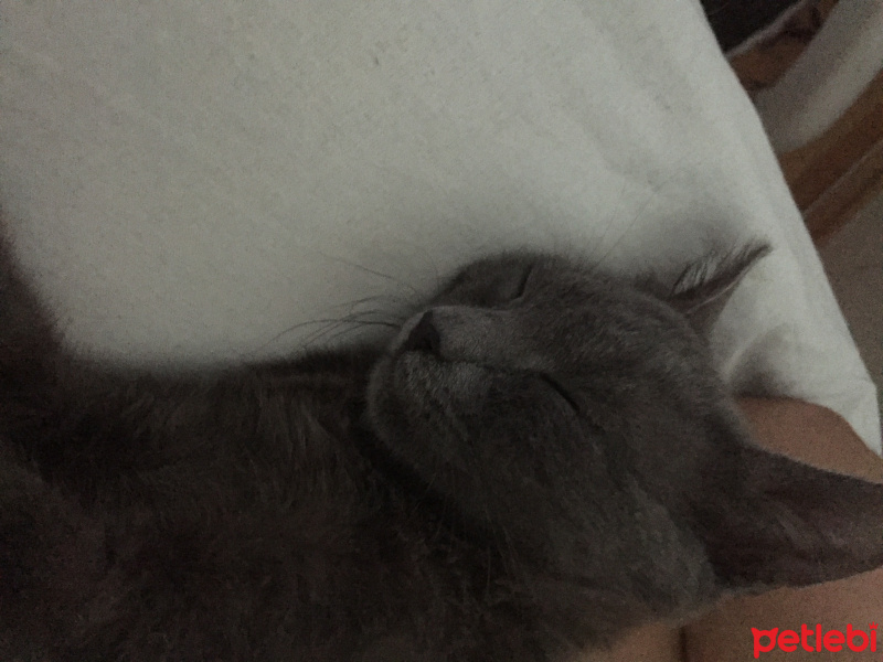Scottish Fold, Kedi  Rio fotoğrafı