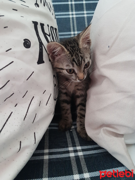 Tekir Kedi, Kedi  Çakıl fotoğrafı