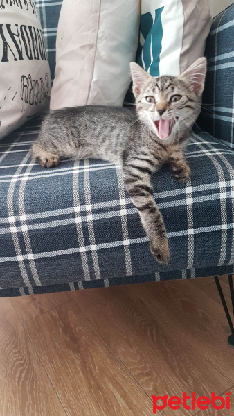 Tekir Kedi, Kedi  Çakıl fotoğrafı