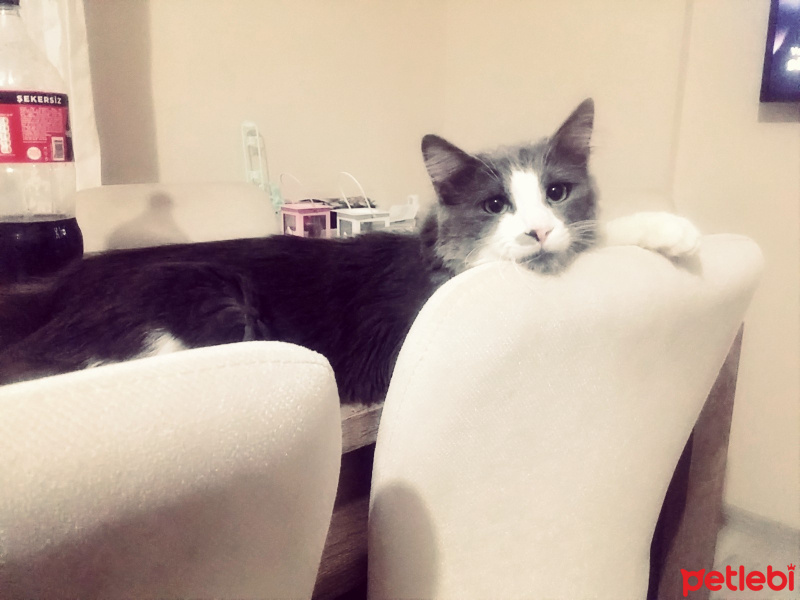 British Shorthair, Kedi  Dolly fotoğrafı