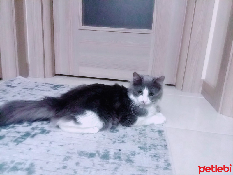 British Shorthair, Kedi  Dolly fotoğrafı