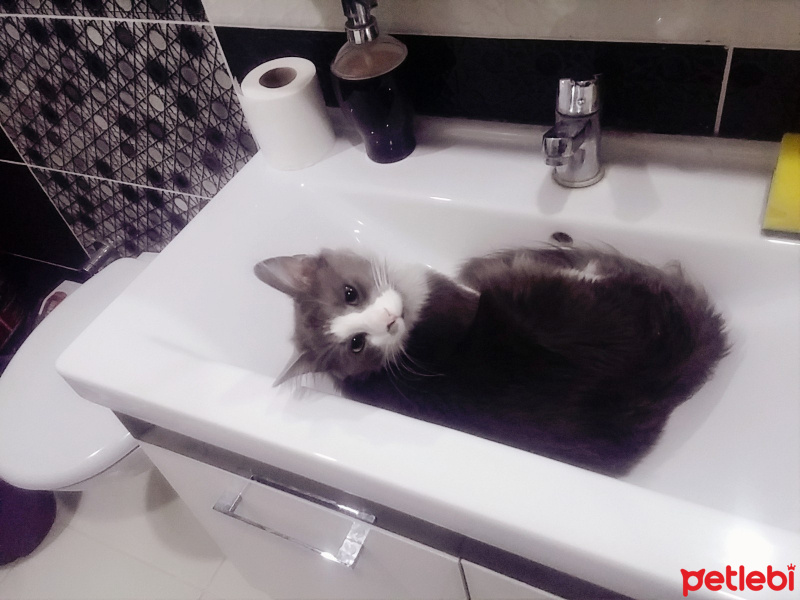 British Shorthair, Kedi  Dolly fotoğrafı