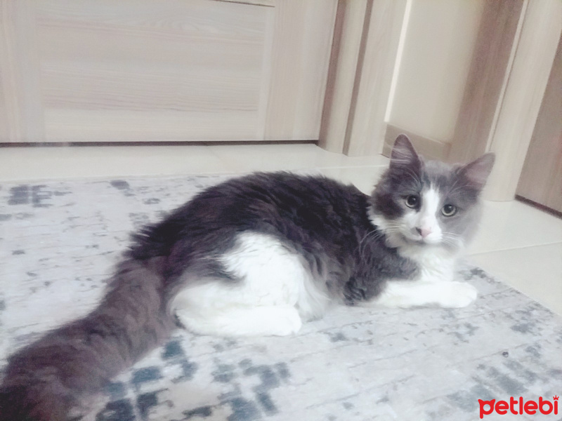 British Shorthair, Kedi  Dolly fotoğrafı