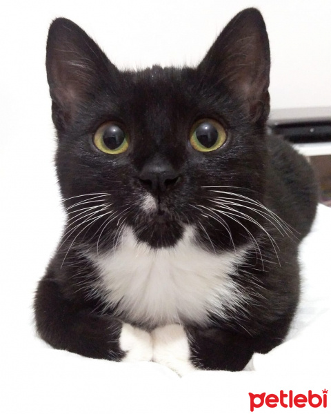 Tuxedo (Smokin) Kedi, Kedi  İnci fotoğrafı