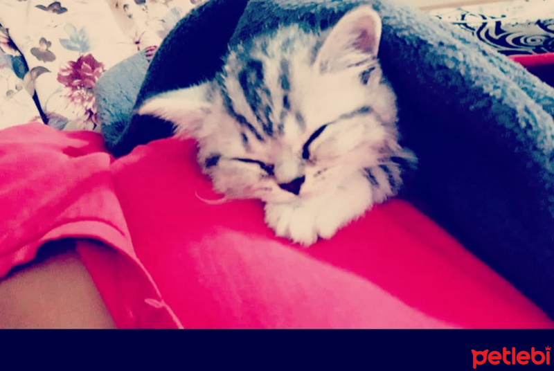 British Shorthair, Kedi  Lokum fotoğrafı