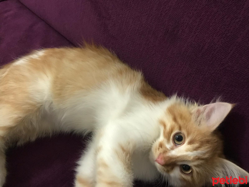 Tekir Kedi, Kedi  Tarçın fotoğrafı