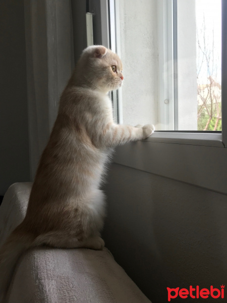 Scottish Fold, Kedi  Leon fotoğrafı