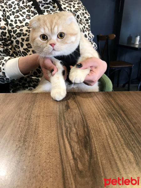 Scottish Fold, Kedi  Leon fotoğrafı
