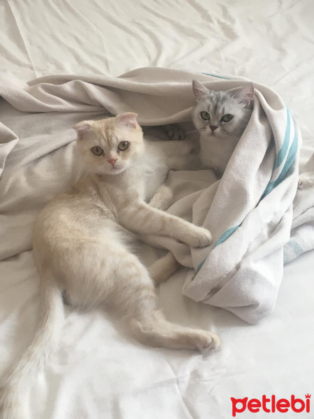 Scottish Fold, Kedi  Leon fotoğrafı