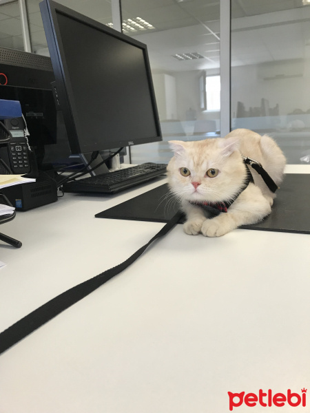 Scottish Fold, Kedi  Leon fotoğrafı
