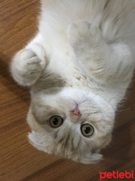 Scottish Fold, Kedi  Leon fotoğrafı