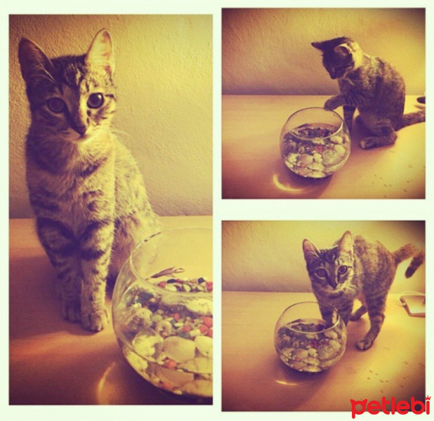 Tekir Kedi, Kedi  Mia fotoğrafı