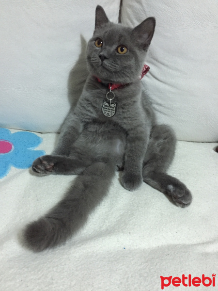 British Shorthair, Kedi  Loki fotoğrafı