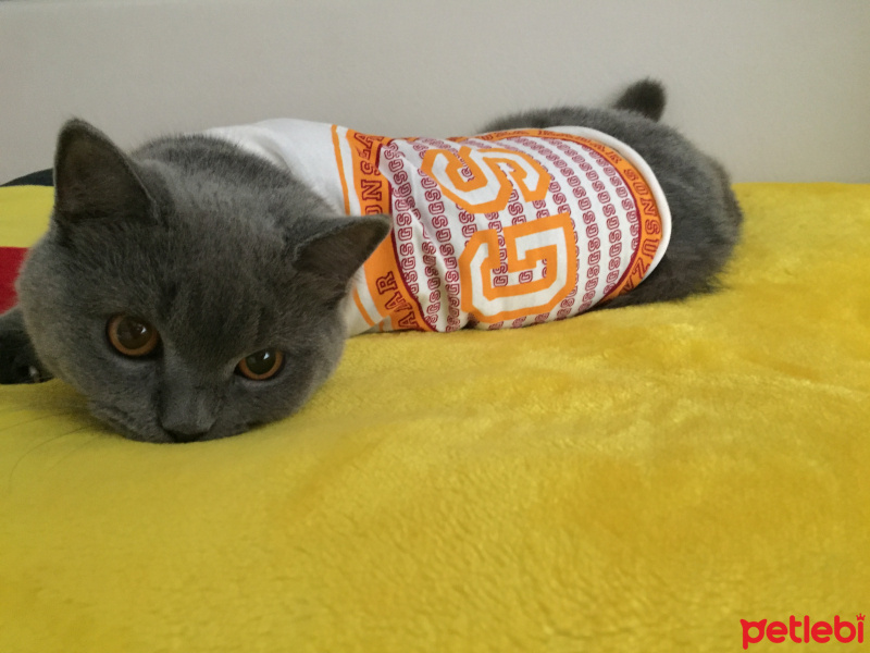 British Shorthair, Kedi  Loki fotoğrafı