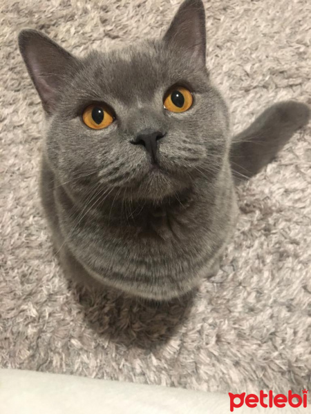 British Shorthair, Kedi  Loki fotoğrafı