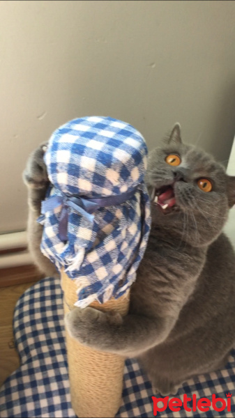 British Shorthair, Kedi  Loki fotoğrafı