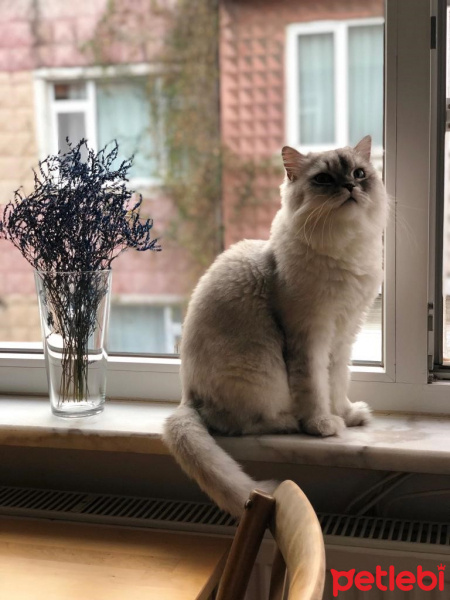 Chinchilla, Kedi  Roka fotoğrafı