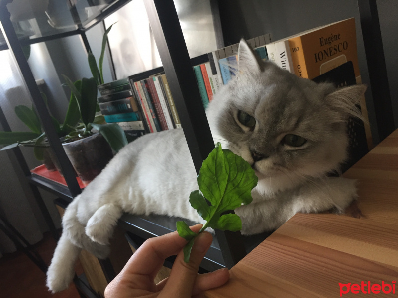 Chinchilla, Kedi  Roka fotoğrafı