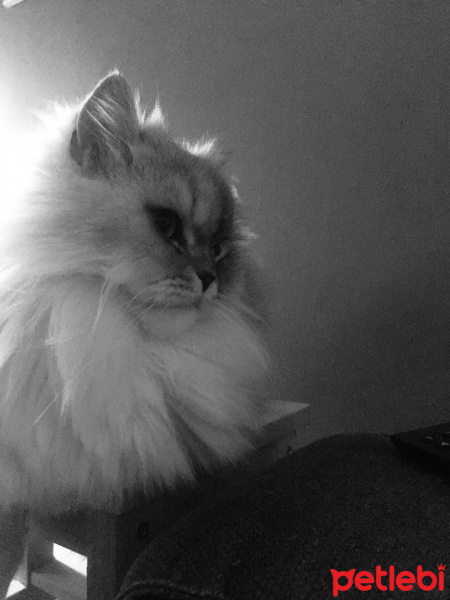 Chinchilla, Kedi  Roka fotoğrafı