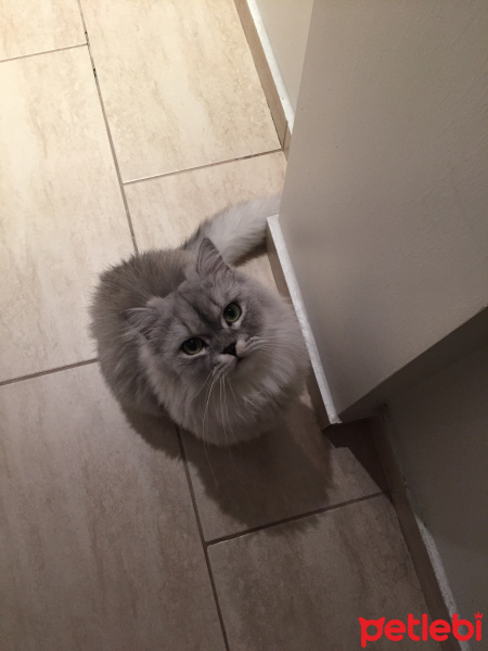 Chinchilla, Kedi  Roka fotoğrafı