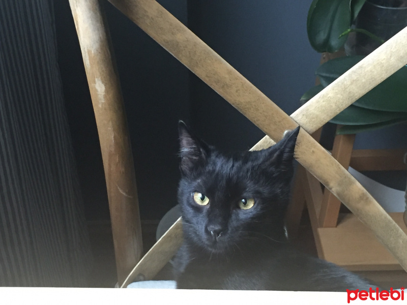 Bombay, Kedi  Anakin fotoğrafı