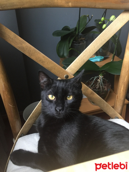 Bombay, Kedi  Anakin fotoğrafı