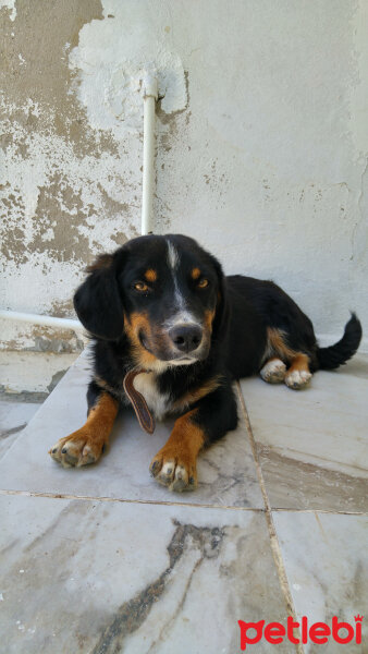 Entlebucher, Köpek  Fındık fotoğrafı