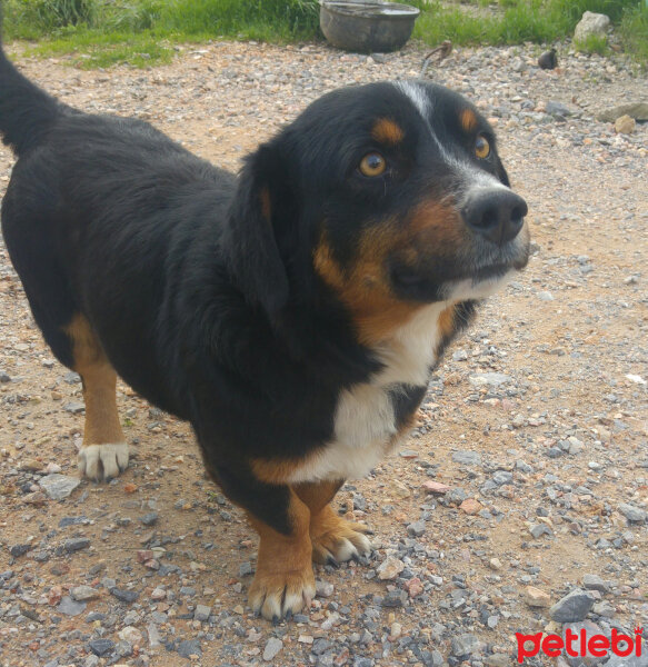 Entlebucher, Köpek  Fındık fotoğrafı